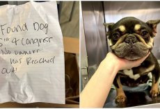 She Was Left in a Cardboard Box With a Note — And a Hidden Struggle