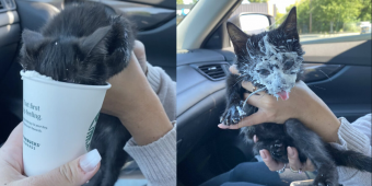 Kitten Loses Her Mind (In the Best Way) During Her First Starbucks Run