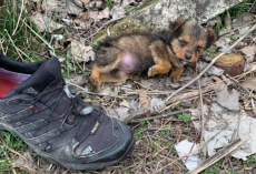Man Finds Puppy Sleeping In A Shoe — And Changes Her Life Forever