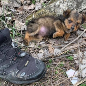 Man Finds Puppy Sleeping In A Shoe — And Changes Her Life Forever