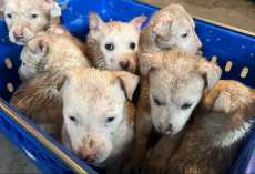 Seven Soaked Puppies Found Huddled In Flooded Crate Get The Miracle They Deserved
