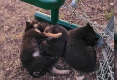 Puppies Abandoned In Freezing Weather Huddle Under Bench Until Help Arrives