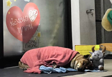 Dog Waits Months Outside 7-Eleven For Her Owner — Until A New Chapter Begins