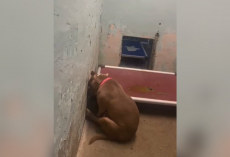 Watch This Shut-Down Shelter Dog’s Dreams Finally Come True