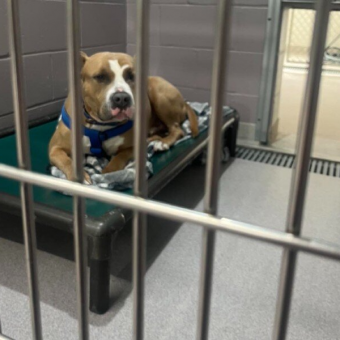 Shelter Dog Keeps Getting Passed Over Because People Think He Looks ‘Scary’