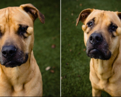 ‘Ugly’ Shelter Dog Couldn’t Understand Why Everyone Kept Passing Her By — Until Everything Changed