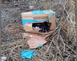Young Man Finds Taped-Up Box On Train Tracks — And Can’t Believe What’s Inside