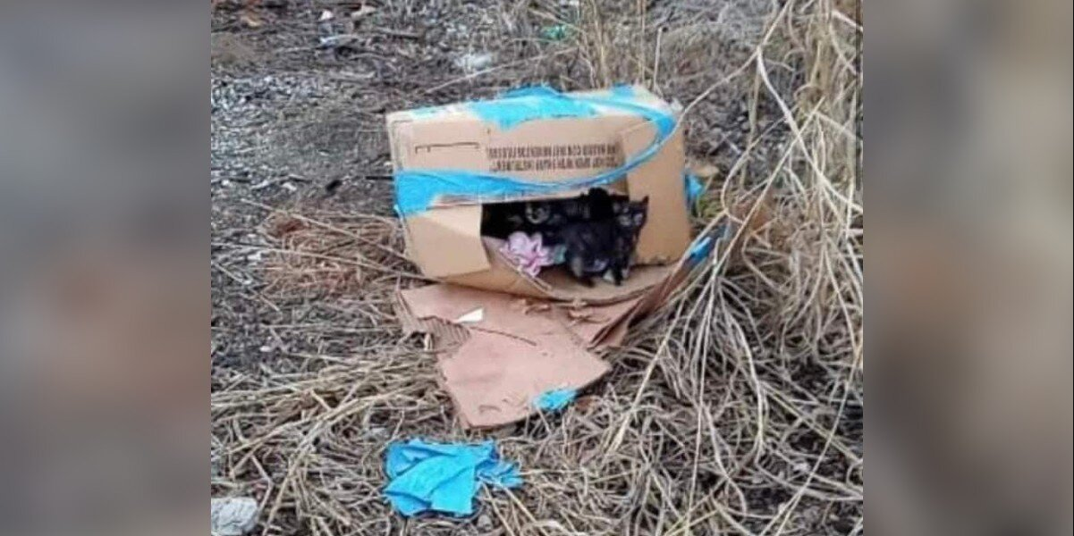 Young Man Finds Taped-Up Box On Train Tracks — And Can’t Believe What’s Inside