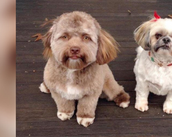 This Dog Looks Strangely Human — And People Can’t Handle It
