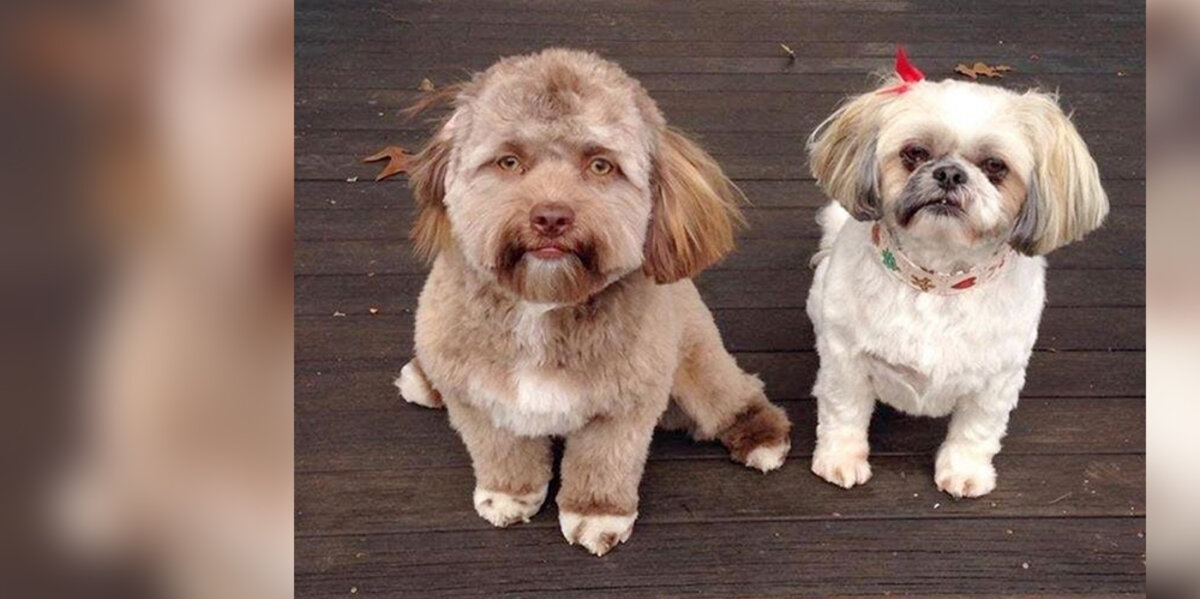 This Dog Looks Strangely Human — And People Can't Handle It