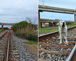 Good Samaritan Spots Dog Tied To Active Train Tracks — And Rushes To Save Him