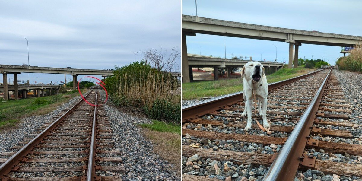 Good Samaritan Spots Dog Tied To Active Train Tracks — And Rushes To Save Him