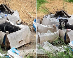 Senior Dog Left Behind by Family Waits in an Empty Box for Their Return