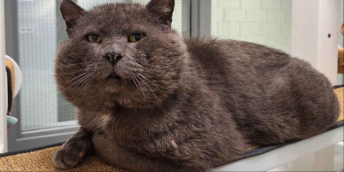Sweet Shelter Cat With Giant Cheeks Is Looking for His Forever Home