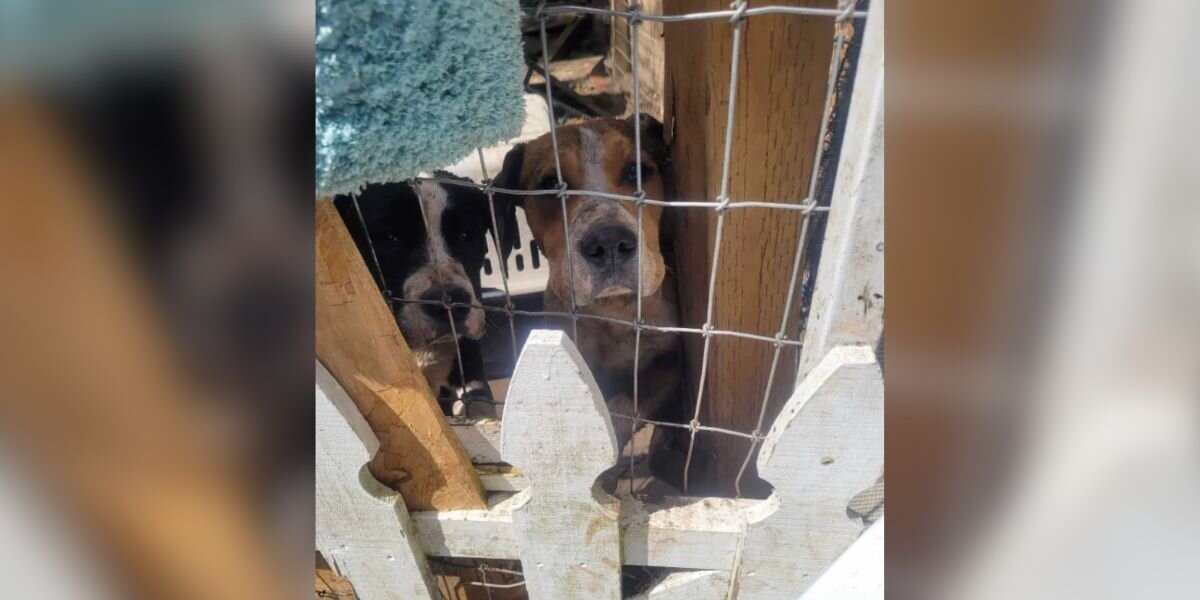 Timid Dogs Peer Through Fence, Hoping Someone Will Rescue Them