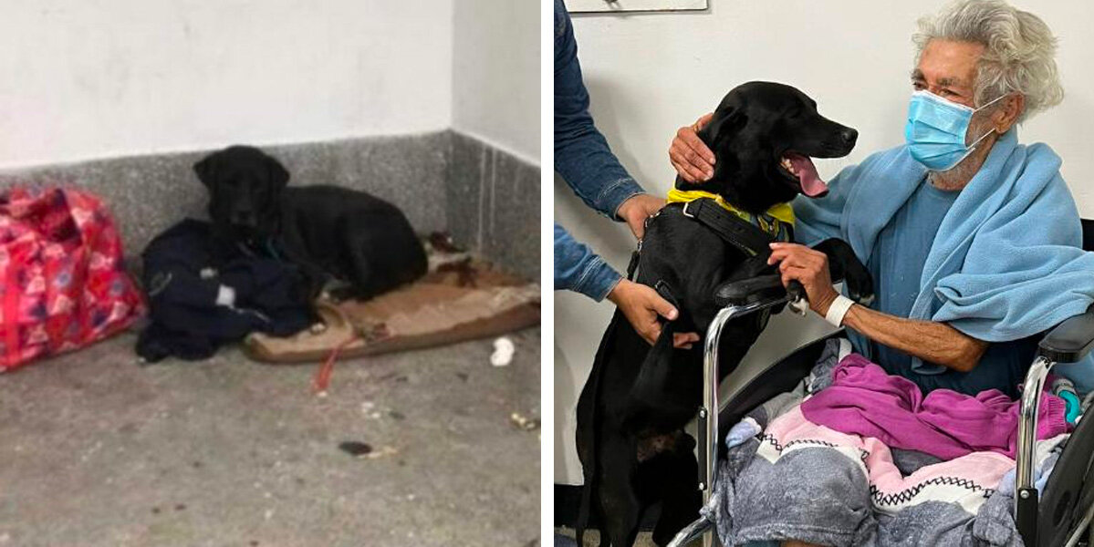 Faithful Dog Waits Days Outside Hospital For Reunion With His Best Friend