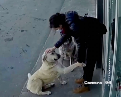 Security Camera Captures Kind Woman Stopping to Show Stray Dogs They’re Loved