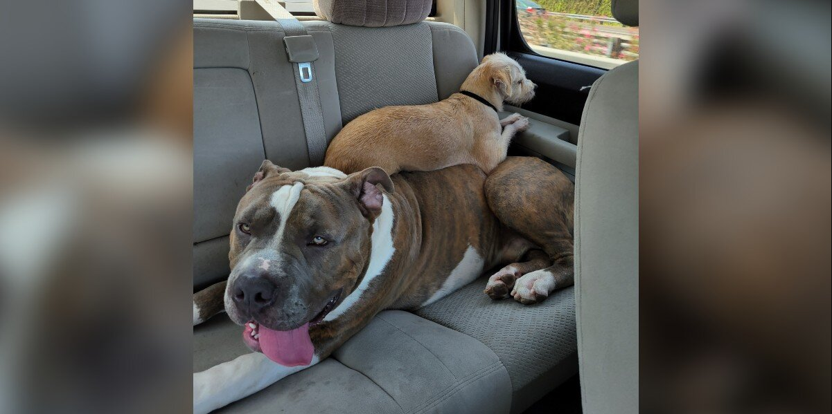 Giant Pit Bull With a Giant Heart Waits for a Family to See Past His Size