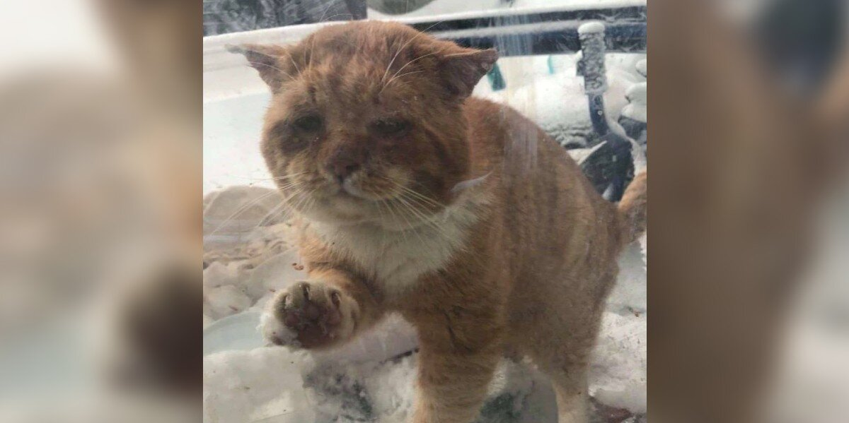 Stray Cat Knocks On Woman’s Door, Begging To Be Let In From The Freezing Cold