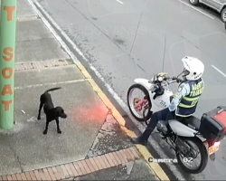 Camera Catches Traffic Cop’s Quiet Act of Kindness for Lonely Stray Dog