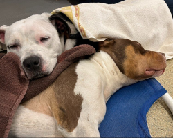 Devoted Dog Refuses to Leave Her Best Friend’s Side — Even in His Final Moments