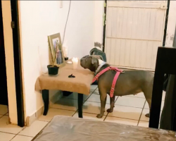 Grieving Dog Can’t Stop Staring at the Photo of the Grandmother She Lost