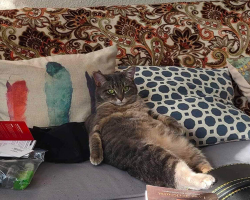 This Freeloading Roommate Doesn’t Pay Rent — But She’s Too Cute to Kick Out