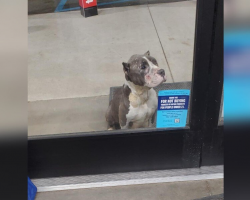 Shoppers Spot Pleading Eyes Outside a Store — And Realize She’s Not Alone