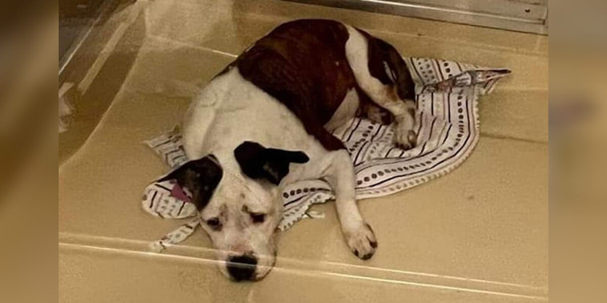 Depressed Shelter Dog Transforms Completely After Finding Her Forever Family