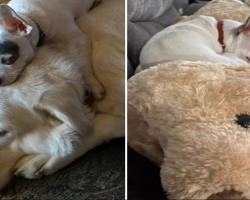 Grieving Chihuahua Finds Comfort in a Toy That Looks Just Like His Late Best Friend