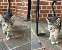 Abandoned Kitten At Bus Stop Picks The Perfect Person To Take Him Home