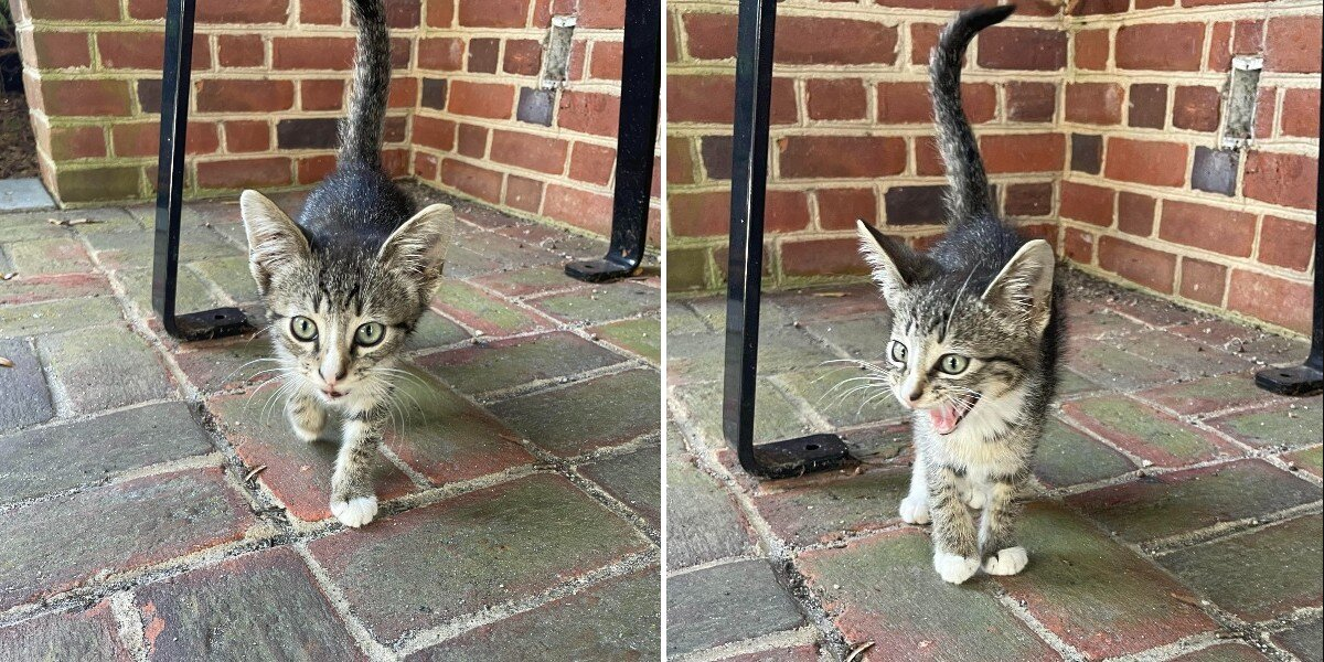 Abandoned Kitten At Bus Stop Picks The Perfect Person To Take Him Home