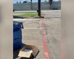 Woman Spots Cardboard Box Near Dumpster — And Discovers A Tiny Life Inside