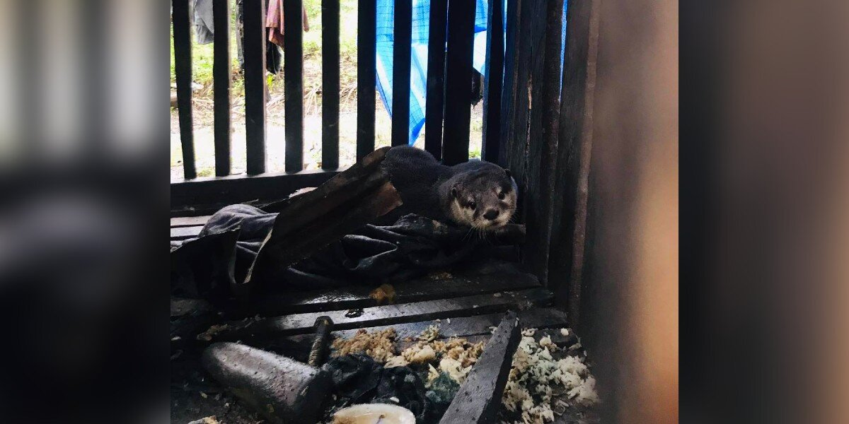 Otter Locked In Tiny Wooden Box For Years Finally Feels Water For The First Time