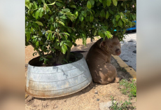 Abandoned Dog Tied to Magnolia Tree Can’t Understand Why No One’s Coming Back