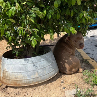 Abandoned Dog Tied to Magnolia Tree Can’t Understand Why No One’s Coming Back