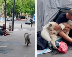 Dog’s Unbreakable Bond With Homeless Man Changes Both Their Lives