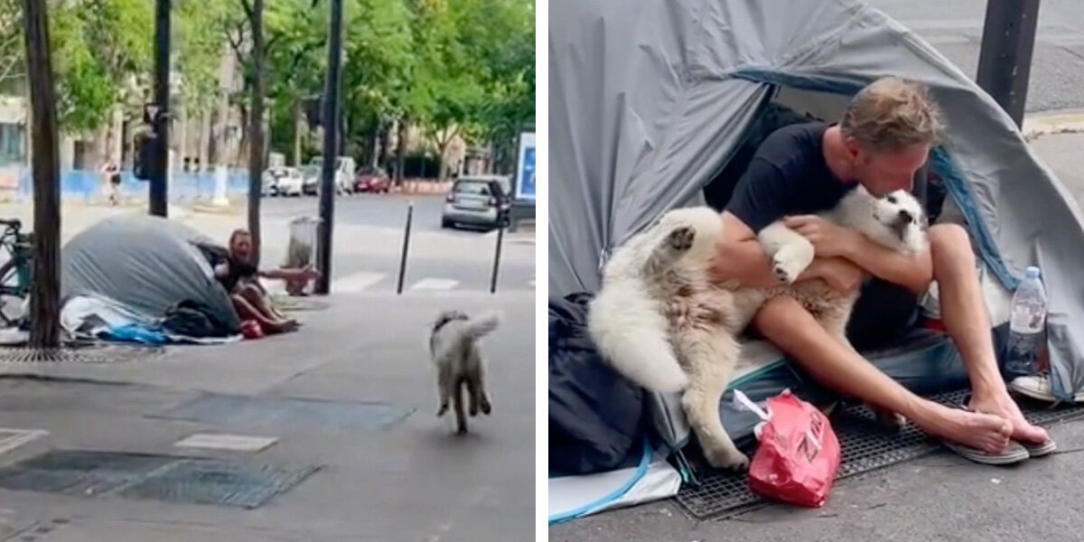 Dog’s Unbreakable Bond With Homeless Man Changes Both Their Lives