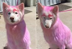 Shelter Rescues Senior Dog With Pink Fur, Heartbreak Over What Microchip Reveals
