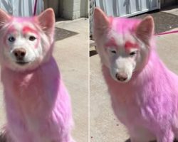 Shelter Rescues Senior Dog With Pink Fur, Heartbreak Over What Microchip Reveals