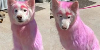 Shelter Rescues Senior Dog With Pink Fur, Heartbreak Over What Microchip Reveals