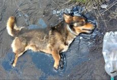 Dog Trapped In Tar Used All His Strength To Bark For Help