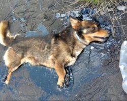Dog Trapped In Tar Used All His Strength To Bark For Help