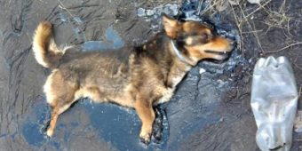 Dog Trapped In Tar Used All His Strength To Bark For Help