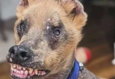No one wanted to adopt this ”ugly” dog – until one woman made a bold decision