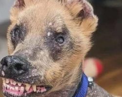 No one wanted to adopt this ”ugly” dog – until one woman made a bold decision