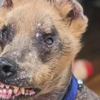 No one wanted to adopt this ”ugly” dog – until one woman made a bold decision