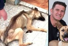 After 10 months of starvation, dog is saved and undergoes a total transformation