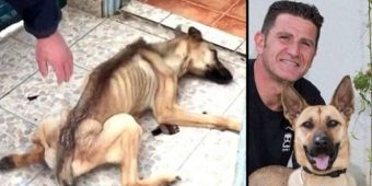 After 10 months of starvation, dog is saved and undergoes a total transformation