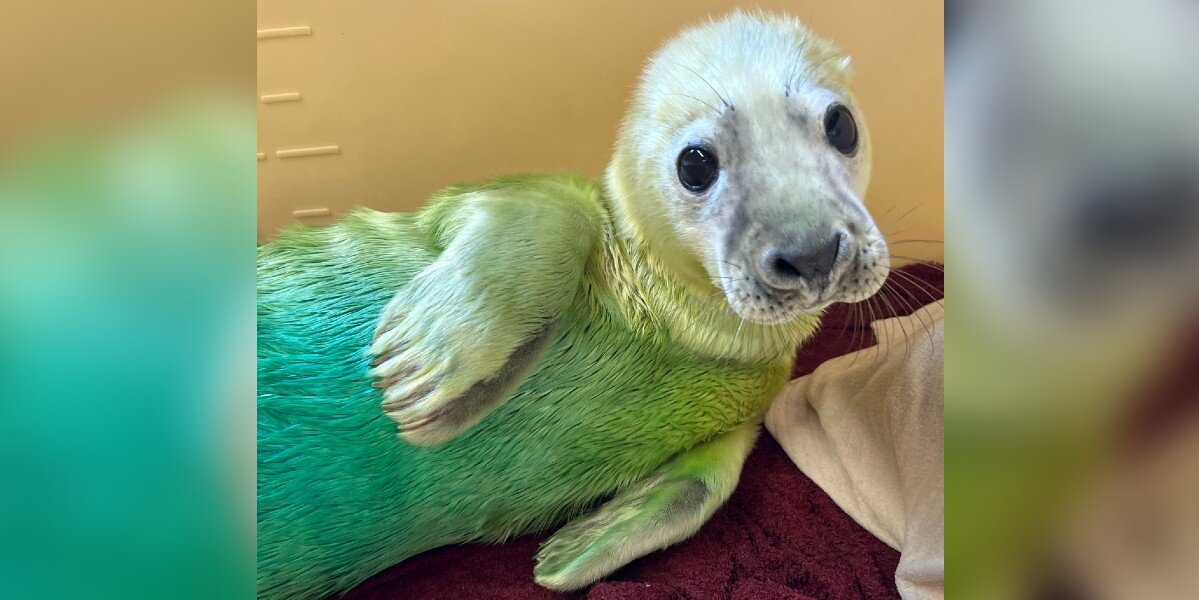 Fluffy Baby Seal Stranded in Storm Is Rescued Just in Time